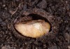 zlatohlávek tmavý (Brouci), Oxythyrea funesta, Scarabaeoidea,Cetoniidae (Coleoptera)